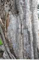 tree bark 0007